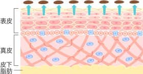 表皮・真皮・皮下脂肪