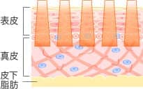表皮・真皮・皮下脂肪