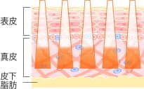 表皮・真皮・皮下脂肪