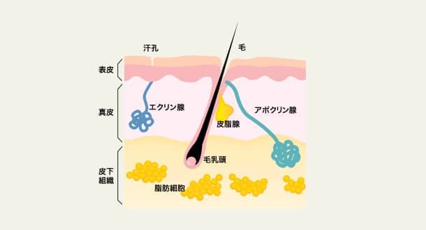 ワキガとはの図