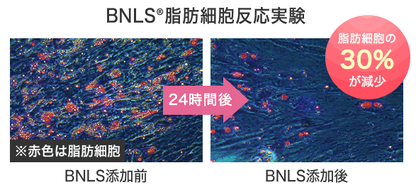 BNLS®脂肪細胞反応実験