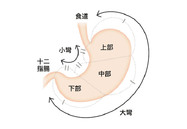 食道の病気・十二指腸の病気