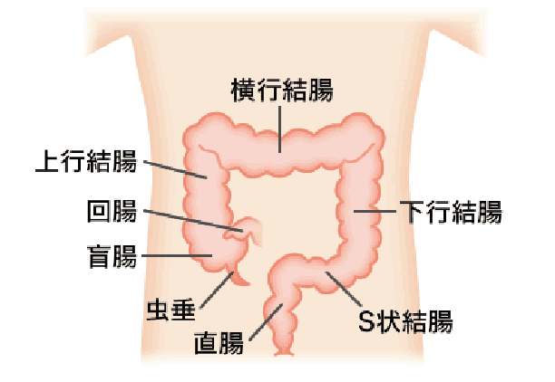 食道の病気・十二指腸の病気