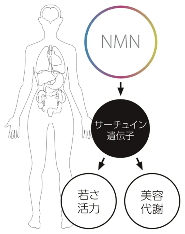 NMNとサーチュイン遺伝子の関係を示す概念図