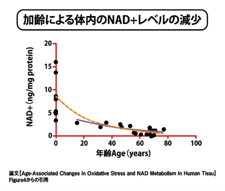 加齢による体内NAD+レベルの減少（参考図）